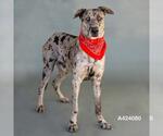 Small Catahoula Leopard Dog-Great Dane Mix