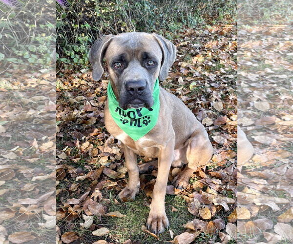 Medium Photo #3 Mastiff-Unknown Mix Puppy For Sale in Spring Lake, NJ, USA