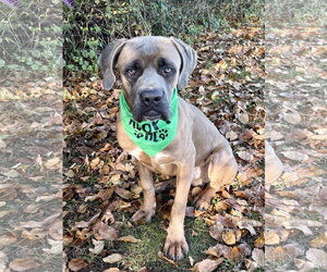 Beamer - Male Mastiff-Unknown Mix Dog for Adoption - Photo #3