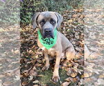 Small Photo #3 Mastiff-Unknown Mix Puppy For Sale in Spring Lake, NJ, USA