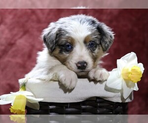 Australian Shepherd Puppy for sale in FREDERICKSBG, OH, USA