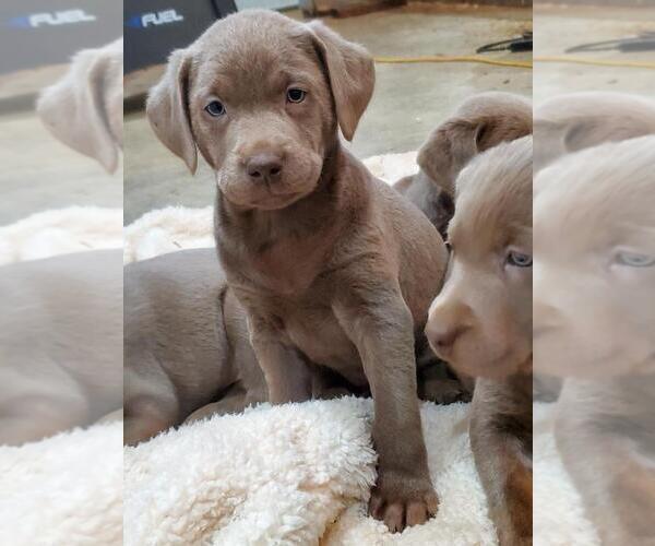 Medium Photo #1 Labrador Retriever Puppy For Sale in CHEHALIS, WA, USA