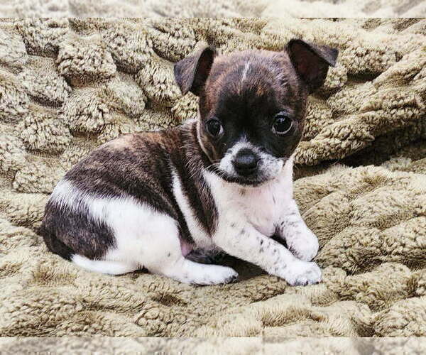 Medium Photo #6 Chihuahua Puppy For Sale in RUSTBURG, VA, USA