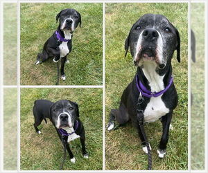 Medium American Pit Bull Terrier Mix