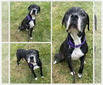 Small American Pit Bull Terrier Mix
