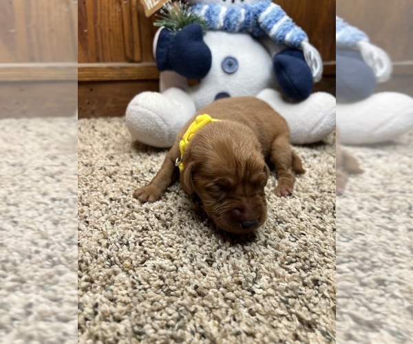 Medium Photo #7 Labrador Retriever Puppy For Sale in NEOLA, WV, USA