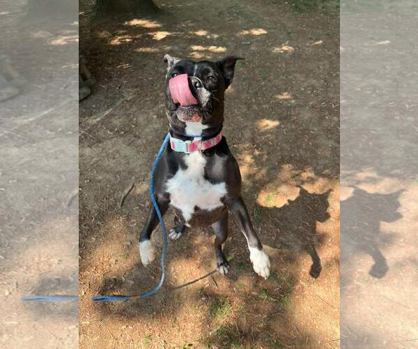 Medium Photo #2 Mutt Puppy For Sale in Front Royal, VA, USA