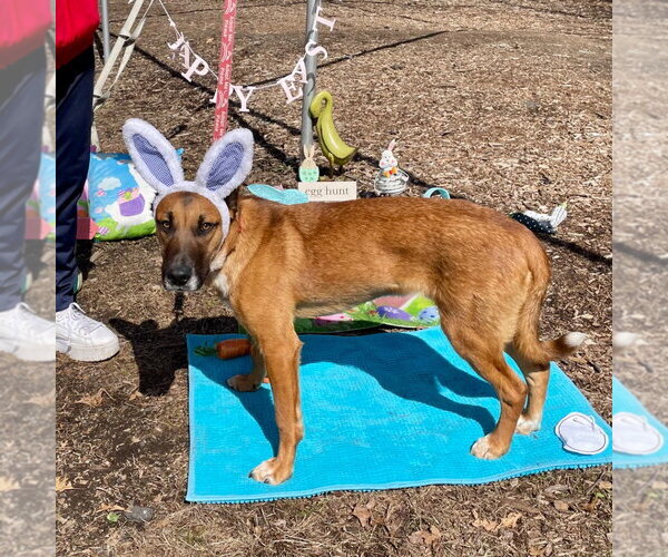 Medium Photo #29 Mutt Puppy For Sale in Canton, CT, USA