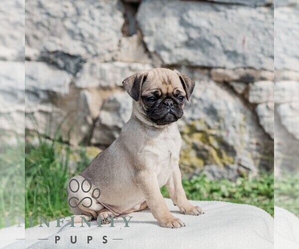 Medium Photo #3 Pug Puppy For Sale in CHAMBERSBURG, PA, USA