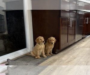 Golden Retriever Puppy for sale in OLYMPIA, WA, USA