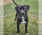 Small #5 American Staffordshire Terrier Mix