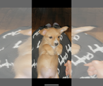 Small Photo #3 Chorkie Puppy For Sale in MILWAUKEE, WI, USA