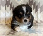 Small #2 Shel-Aussie