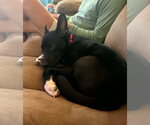 Small #8 Labrador Retriever Mix