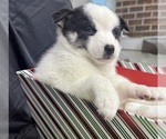 Small Photo #50 Pomsky-Shiba Inu Mix Puppy For Sale in NASHUA, NH, USA