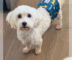 Small #1 Havanese