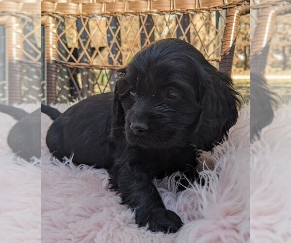 Medium Photo #1 Cock-A-Poo Puppy For Sale in SALEM, MO, USA