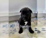 Small #8 Mutt