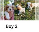 Small Photo #7 Cavalier King Charles Spaniel Puppy For Sale in STILWELL, OK, USA
