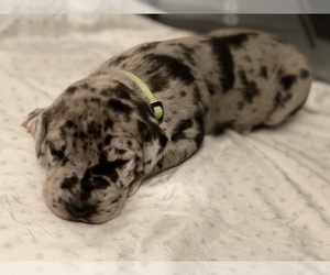 Great Dane Puppy for sale in HASTINGS, MI, USA