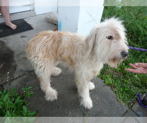 Goldendoodle Dogs for adoption in Ocala, FL, USA