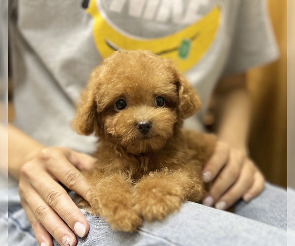 Medium Photo #2 Poodle (Toy) Puppy For Sale in LOS ANGELES, CA, USA