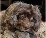 Small #1 Mutt