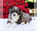 Small #2 Aussiedoodle Miniature 