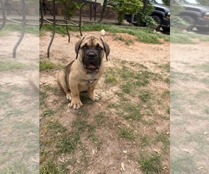 Cane Corso Puppy for sale in FAIRBURN, GA, USA