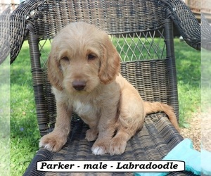 Miniature Labradoodle Puppy for sale in CLARKRANGE, TN, USA