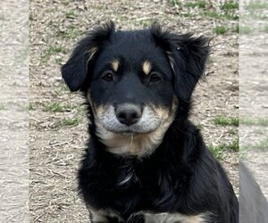 Labrador Retriever-Retriever  Mix Dogs for adoption in Yardley, PA, USA