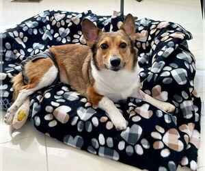 Pembroke Welsh Corgi Dogs for adoption in Monkton, MD, USA