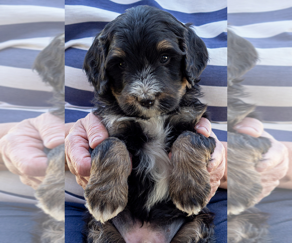 Medium Photo #2 Bernedoodle (Miniature) Puppy For Sale in ROY, UT, USA