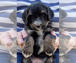 Small #1 Bernedoodle (Miniature)