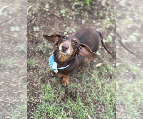 Medium Photo #2 Dachshund Puppy For Sale in Phoenix, AZ, USA