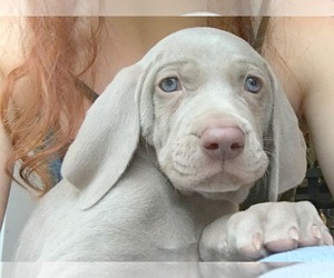 Weimaraner Puppy for sale in WAVERLY, NY, USA