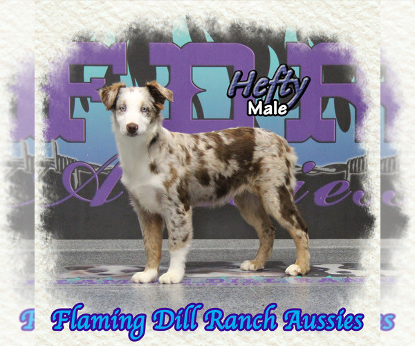 Medium Photo #1 Miniature Australian Shepherd Puppy For Sale in FORESTBURG, TX, USA