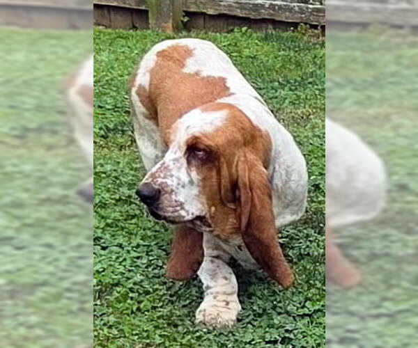 Medium Photo #2 Basset Hound Puppy For Sale in Deepwater, NJ, USA
