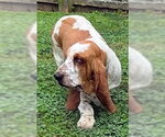 Small #1 Basset Hound