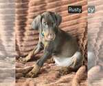 Small #4 Doberman Pinscher