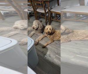 Double Doodle Puppy for sale in LITHONIA, GA, USA