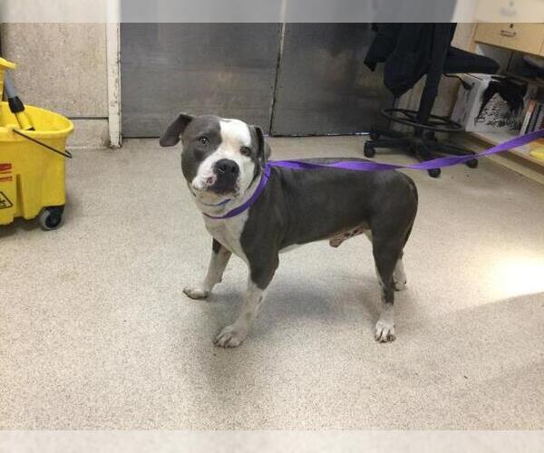 Medium Photo #1 American Pit Bull Terrier Puppy For Sale in Riverside, CA, USA