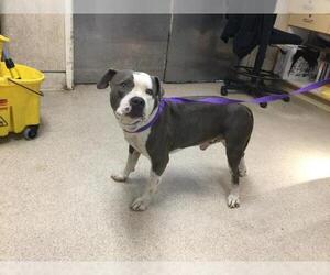 American Pit Bull Terrier Dogs for adoption in Riverside, CA, USA