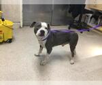 Small American Pit Bull Terrier