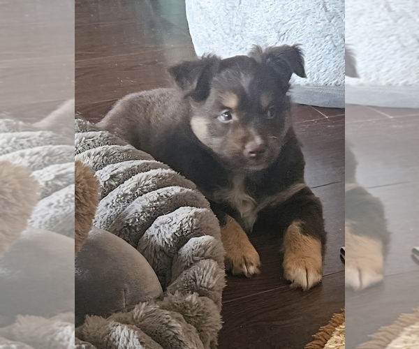 Medium Photo #6 Miniature Australian Shepherd Puppy For Sale in WALLER, TX, USA
