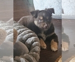 Small #5 Miniature Australian Shepherd
