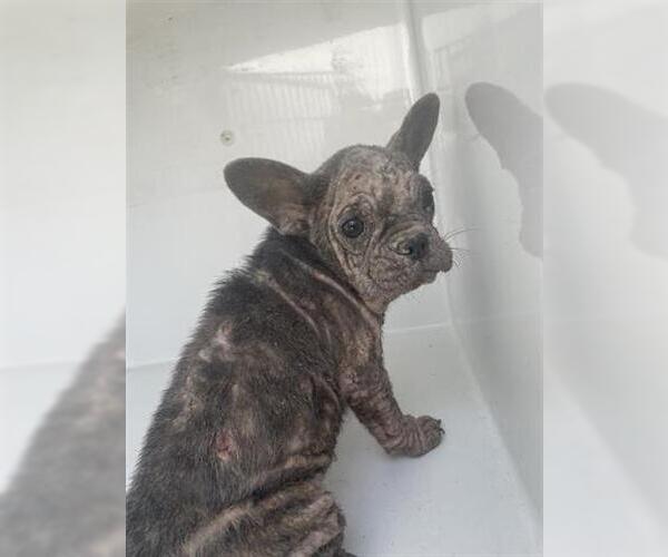 Medium Photo #1 French Bulldog Puppy For Sale in Houston, TX, USA