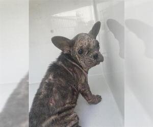 French Bulldog Dogs for adoption in Houston, TX, USA