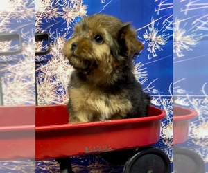 Yorkshire Terrier Puppy for sale in AZLE, TX, USA