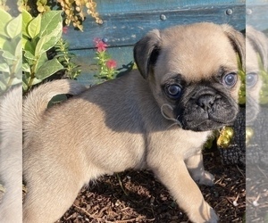 Pug Puppy for sale in BONAIRE, GA, USA
